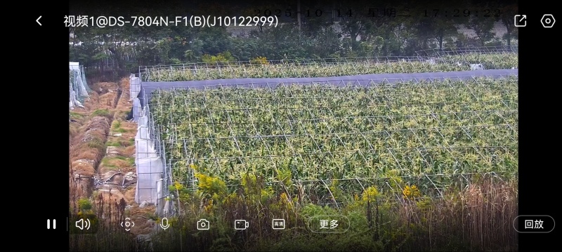 海宁美玉7号甜糯玉米基地货可供团长打包发货