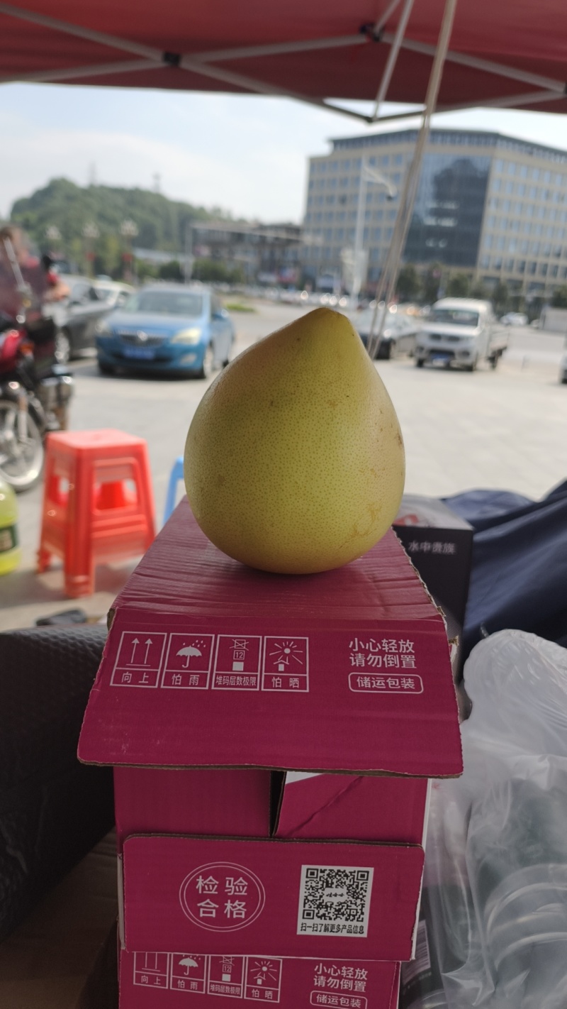 大量三红柚上市，个头均匀，甜度高，欢迎各位老板前来选购