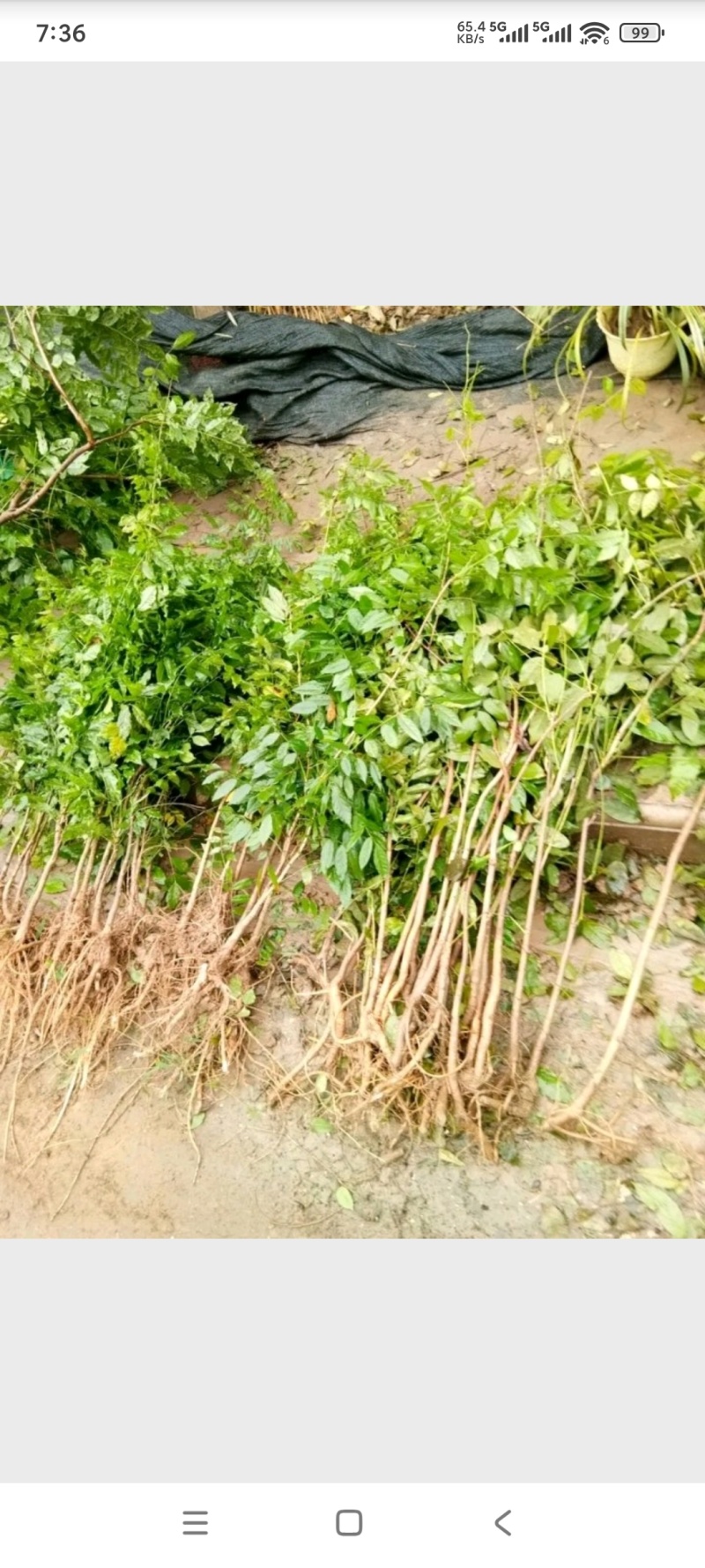 紫藤紫藤苗紫藤爬藤易成活长势好