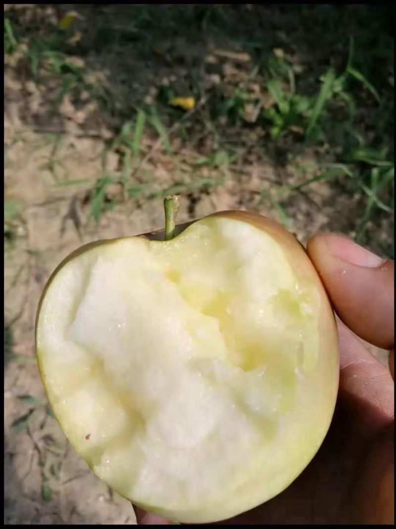陕西红富士苹果现摘产地直发膜袋红富士脆甜
