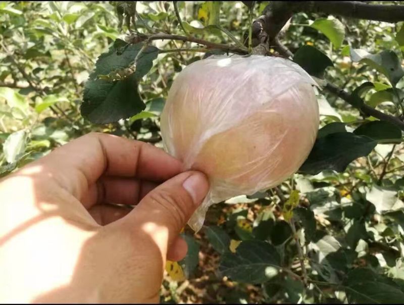 陕西红富士苹果现摘产地直发膜袋红富士脆甜