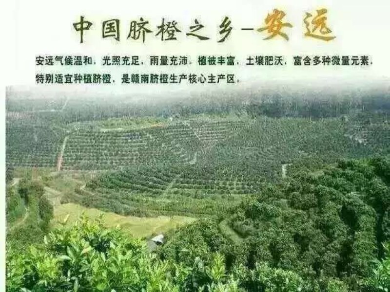 正宗江西赣南脐橙香甜可口营养丰富现摘现卖批发零售量大从优
