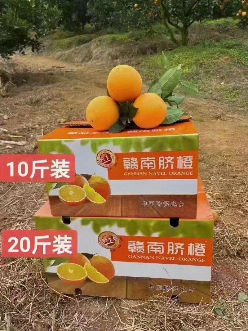 正宗江西赣南脐橙香甜可口营养丰富现摘现卖批发零售量大从优