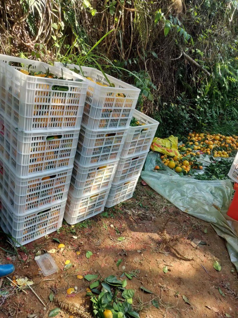 正宗江西赣南脐橙香甜可口营养丰富现摘现卖批发零售量大从优