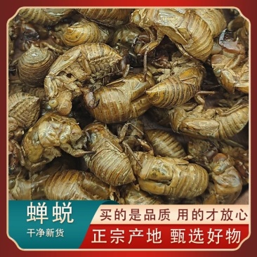 蝉蜕，金蝉衣，知了猴，知了壳，知了皮，蝉蜕干净无杂质