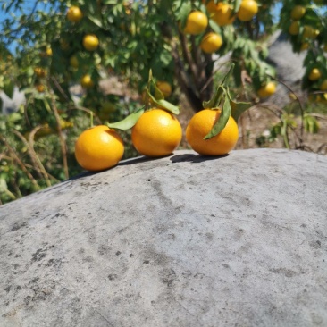 爱媛橙