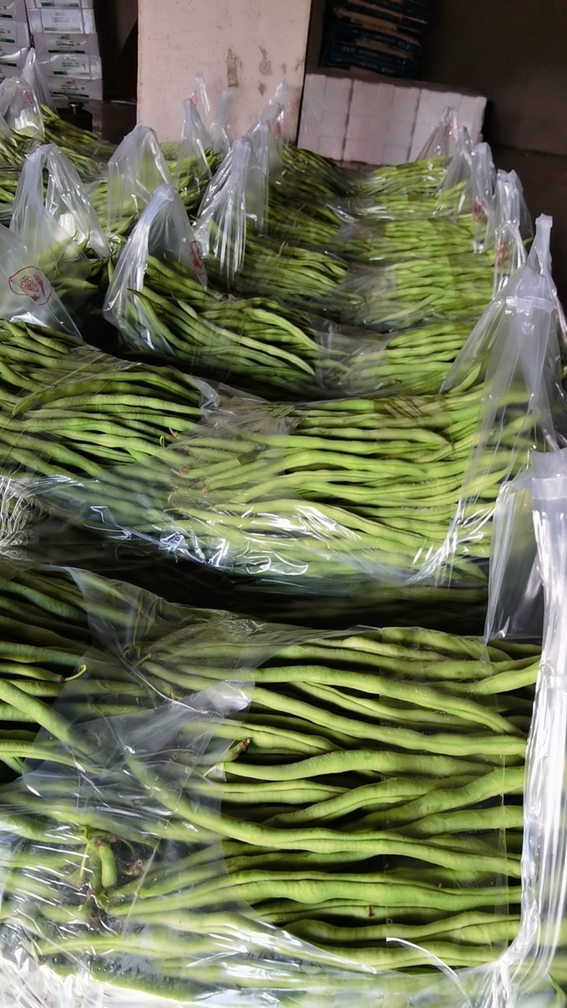 贵州无筋豆大量上市中，欢迎老板下单