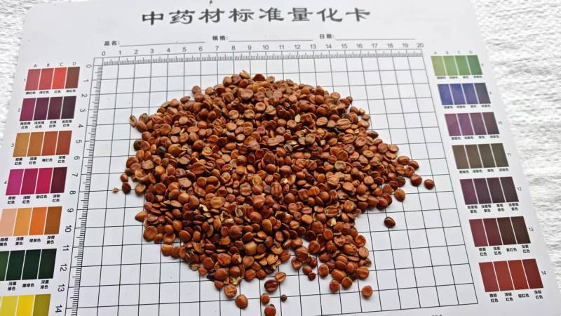 理枣仁，无壳！一手货源，大量供应！批发量大价优！