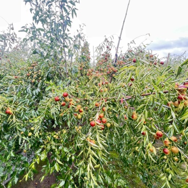 沾化优质冬枣对接电商社区团购达人带货保质保量