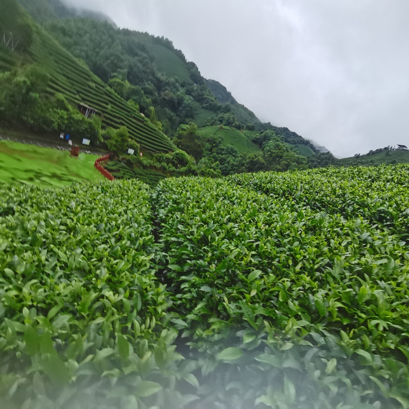 六堡茶