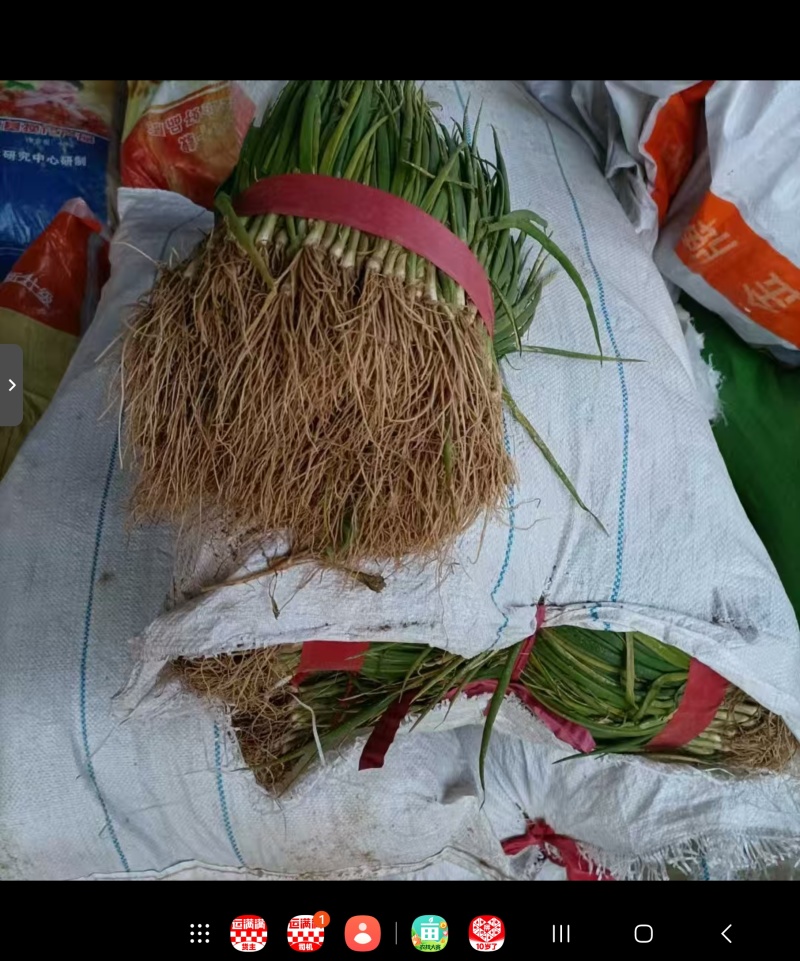 洋葱红皮洋葱紫皮圆葱二红扁洋葱苗批发25年新有现货