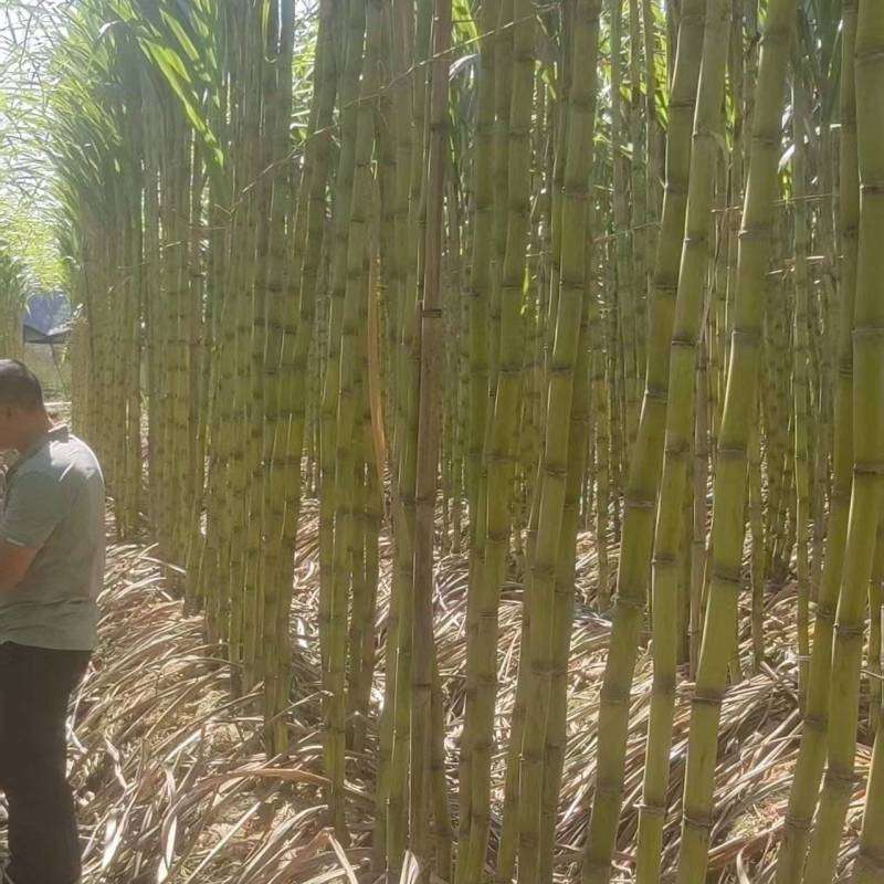 《精选》广西黄金甘蔗黄皮基地直发对接商超电商一条龙服务
