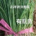 洋葱红皮洋葱紫皮圆葱二红扁洋葱苗批发25年新有现货