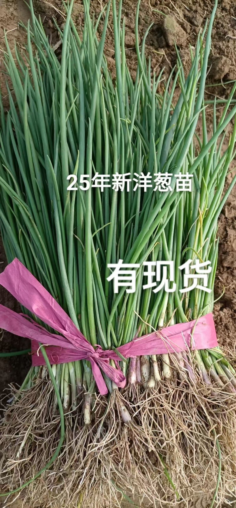 洋葱红皮洋葱紫皮圆葱二红扁洋葱苗批发25年新有现货