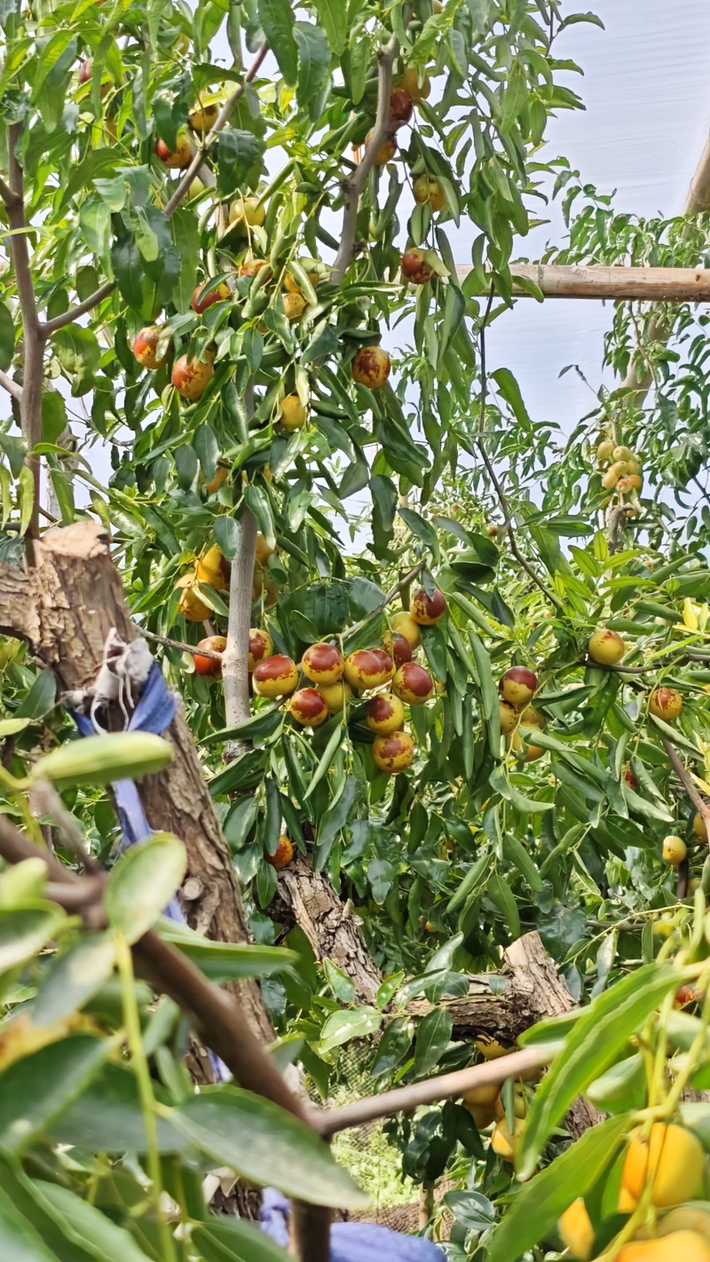 大棚冬枣