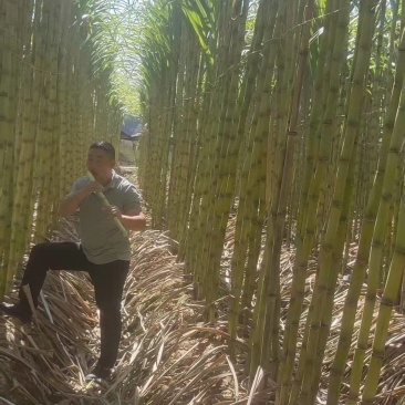 《畅销》广西博白黄皮甘蔗基地直发保质保量对接商超电商