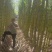 《畅销》广西博白黄皮甘蔗基地直发保质保量对接商超电商