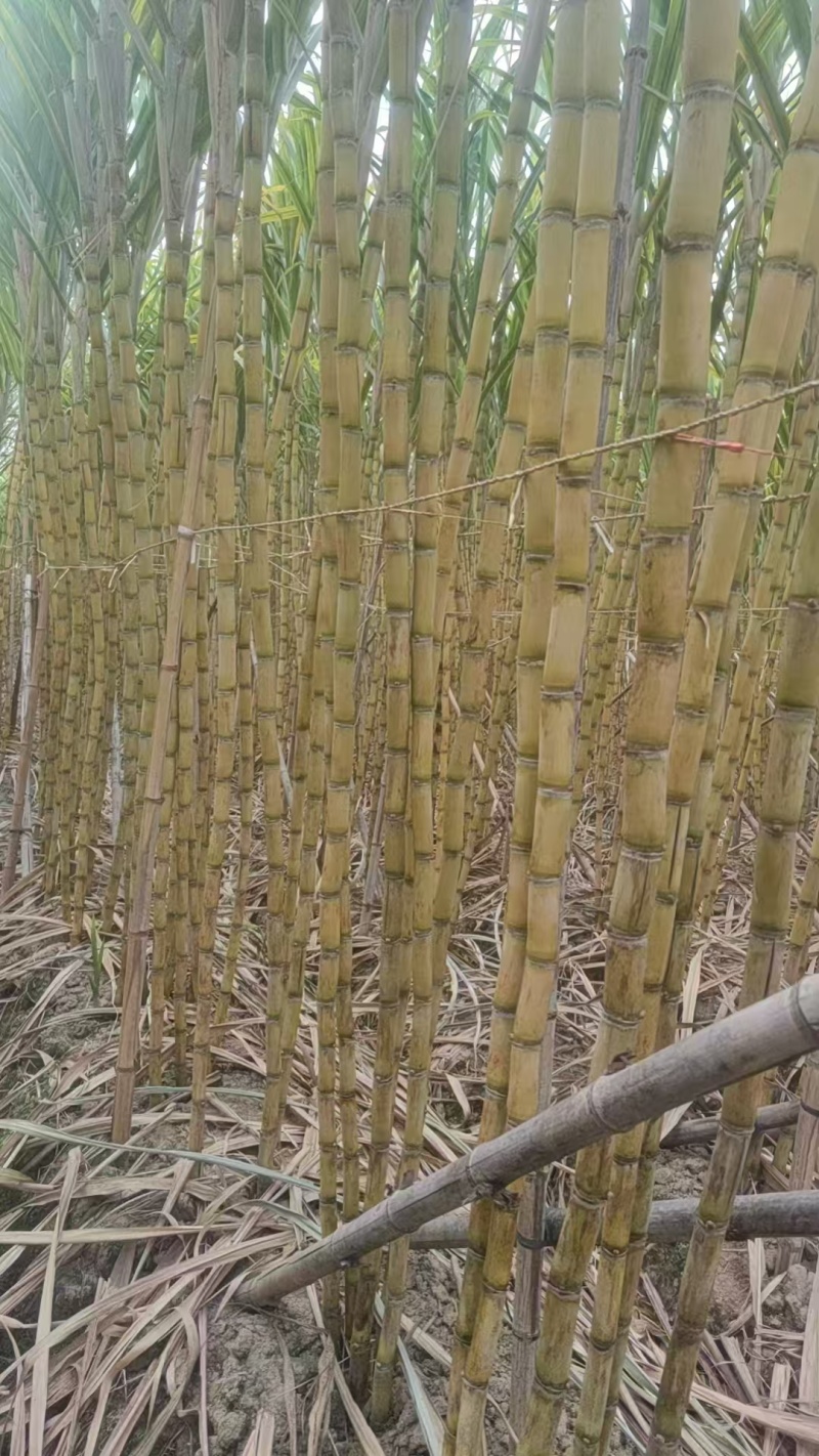 《畅销》广西博白黄皮甘蔗基地直发保质保量对接商超电商