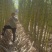《畅销》广西博白黄皮甘蔗基地直发保质保量对接商超电商