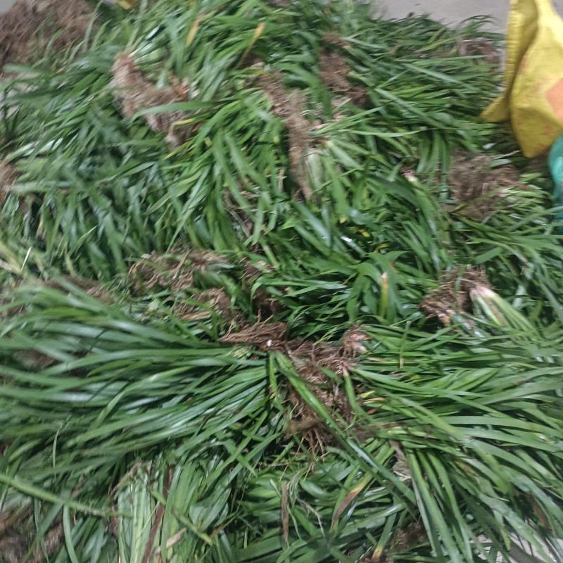 大量出大叶红心石菖蒲苗