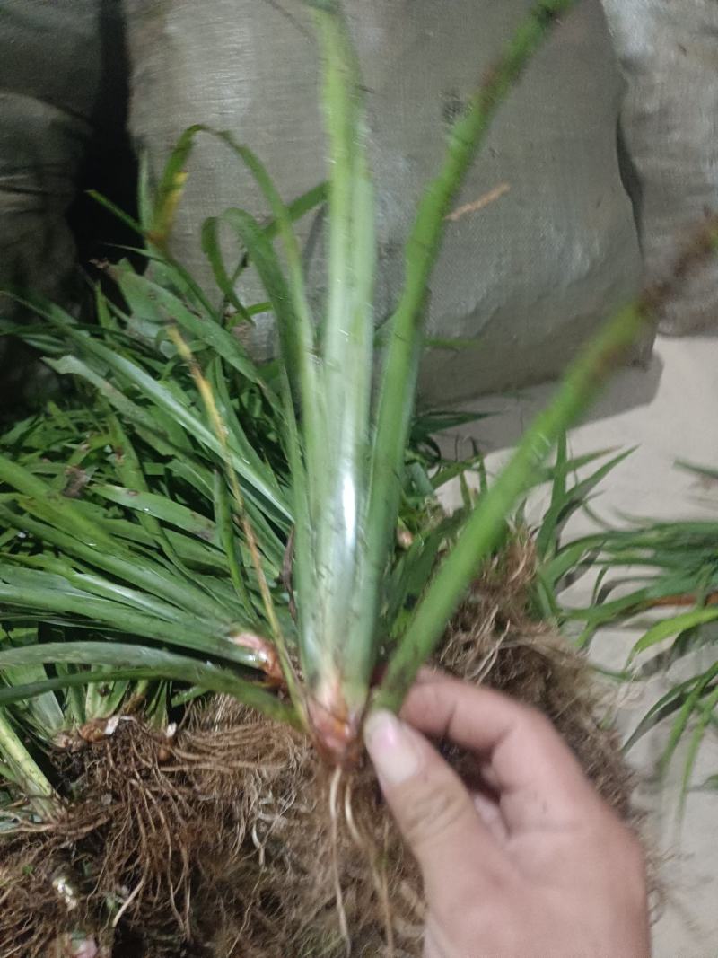 大量出大叶红心石菖蒲苗