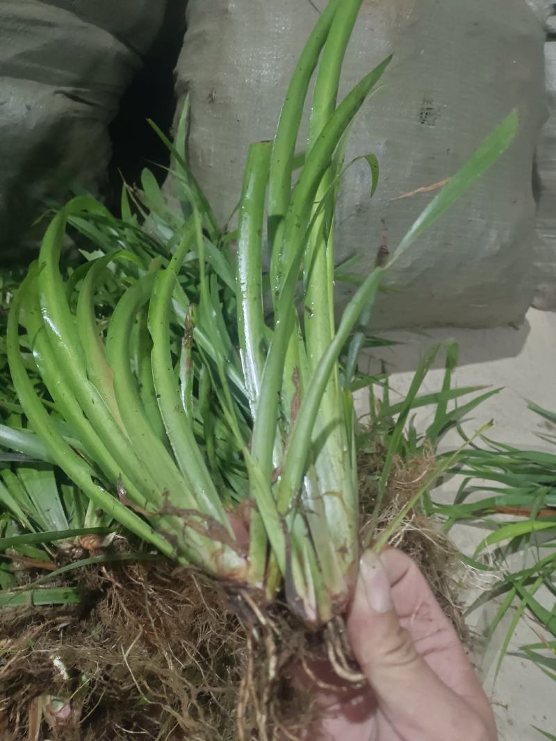 大量出大叶红心石菖蒲苗