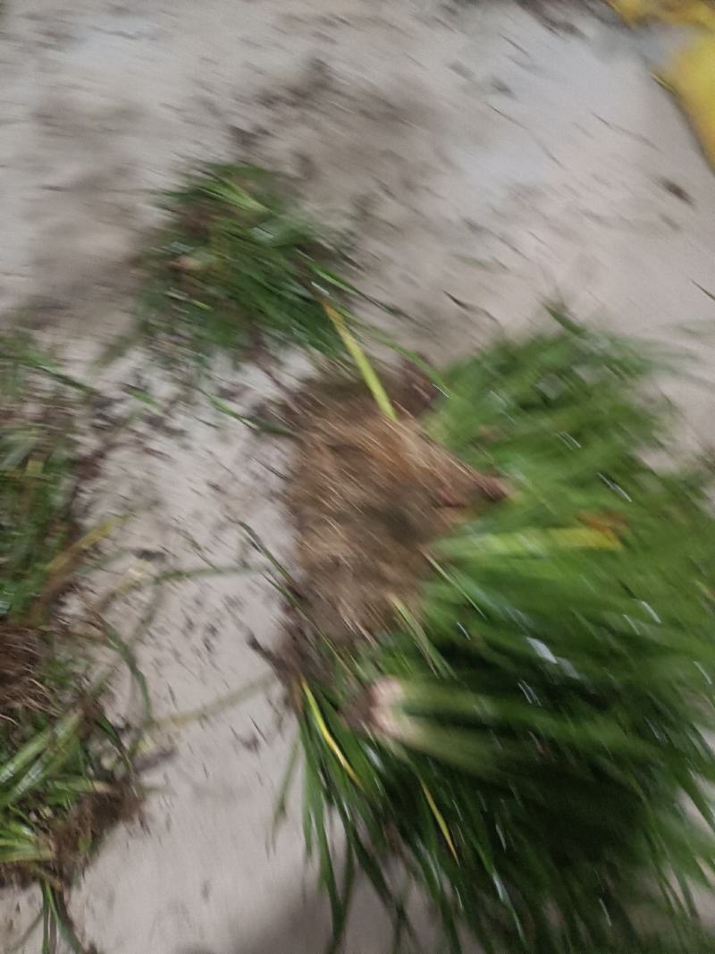 大量出大叶红心石菖蒲苗