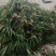 大量出大叶红心石菖蒲苗