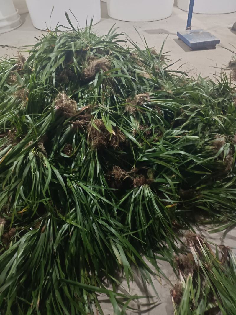大量出大叶红心石菖蒲苗