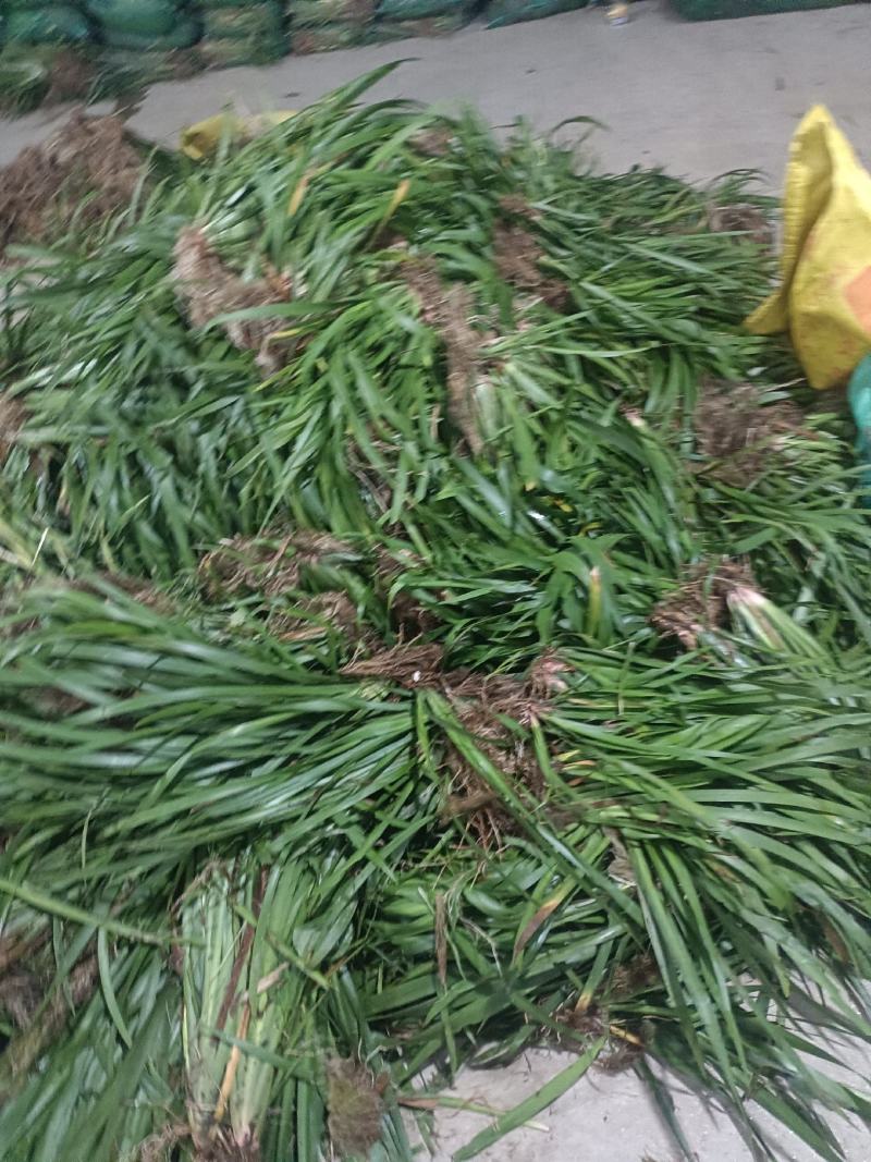 大量出大叶红心石菖蒲苗