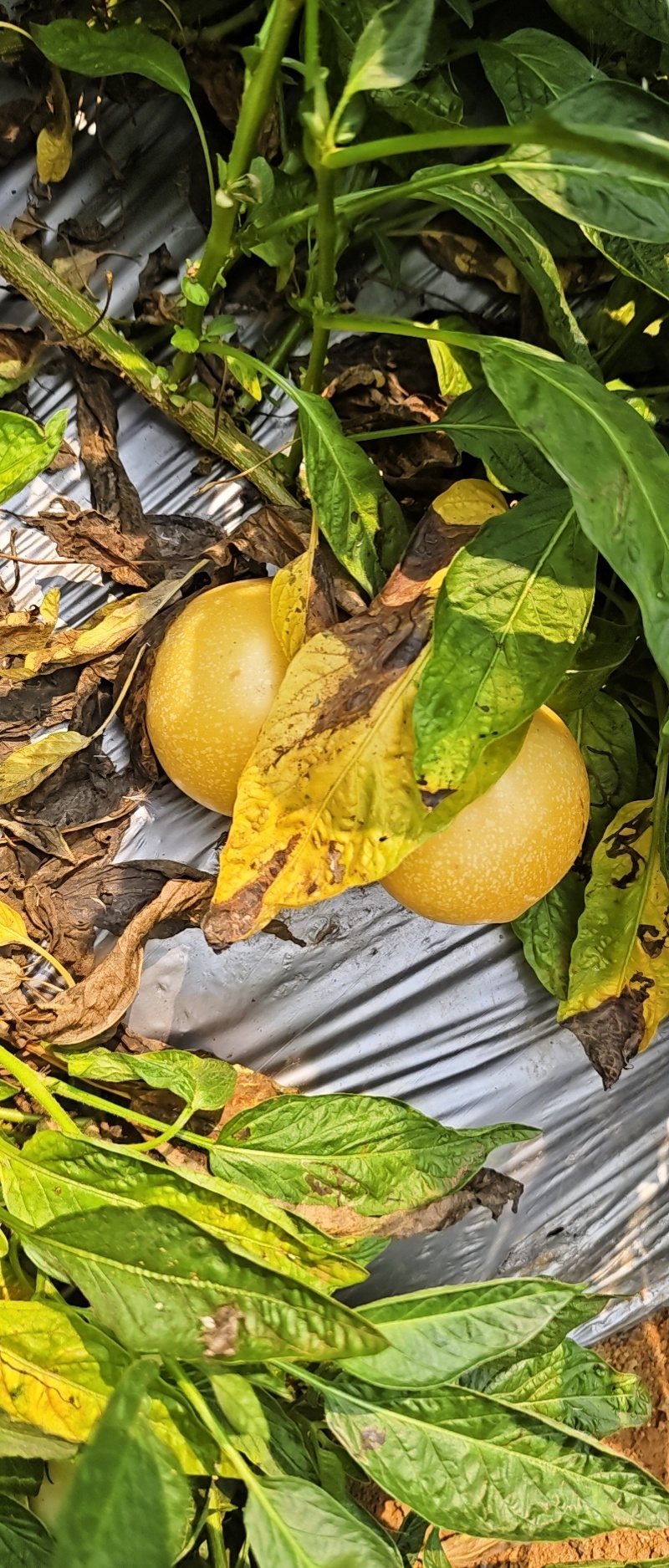 人参果树熟果，基地直发，诚信经营，对接各大电商平台市场等