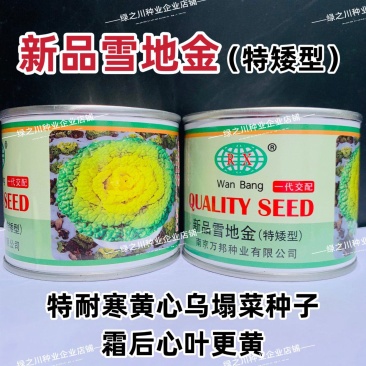 新品雪地金黄心乌种子球顶翻黄心耐寒黄心菜种子品质好