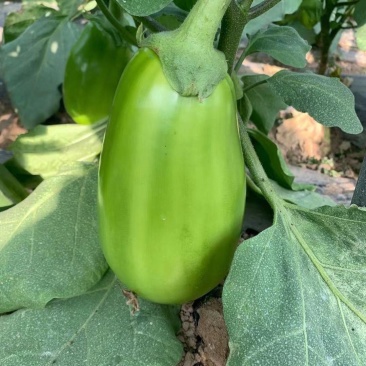 西安绿茄种子露地保护地种植早熟春秋绿圆茄种子高产抗病蔬菜