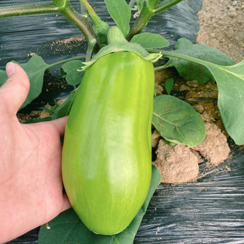 西安绿茄种子露地保护地种植早熟春秋绿圆茄种子高产抗病蔬菜