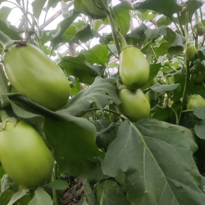 西安绿茄种子露地保护地种植早熟春秋绿圆茄种子高产抗病蔬菜