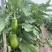 西安绿茄种子露地保护地种植早熟春秋绿圆茄种子高产抗病蔬菜