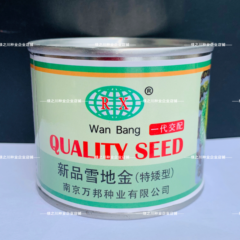 新品雪地金黄心乌种子球顶翻黄心耐寒黄心菜种子品质好