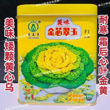 基地专用黄心乌种子金芯翠玉黄心乌塌菜菜种子内叶金黄色