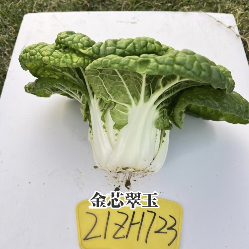 基地专用黄心乌种子金芯翠玉黄心乌塌菜菜种子内叶金黄色