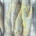舟山小黄鱼