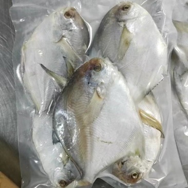 舟山鲳鱼