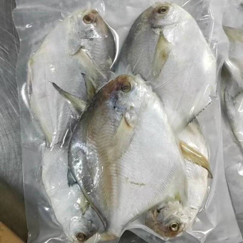舟山鲳鱼