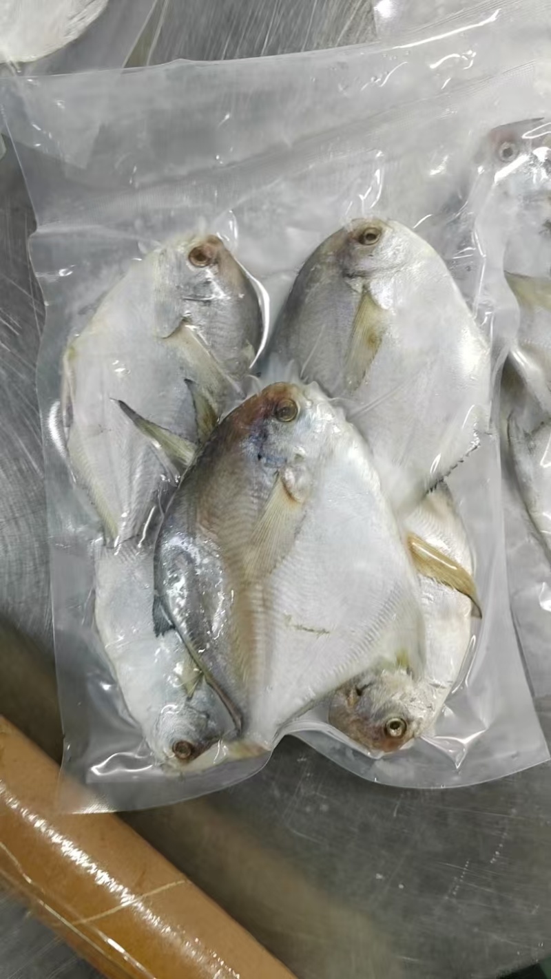 舟山鲳鱼