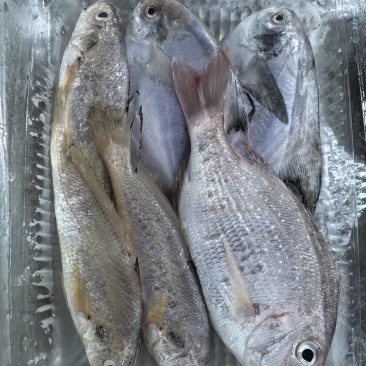 舟山海杂鱼