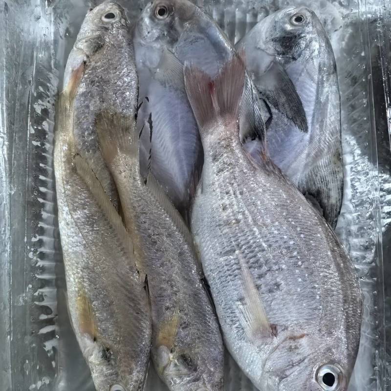 舟山海杂鱼