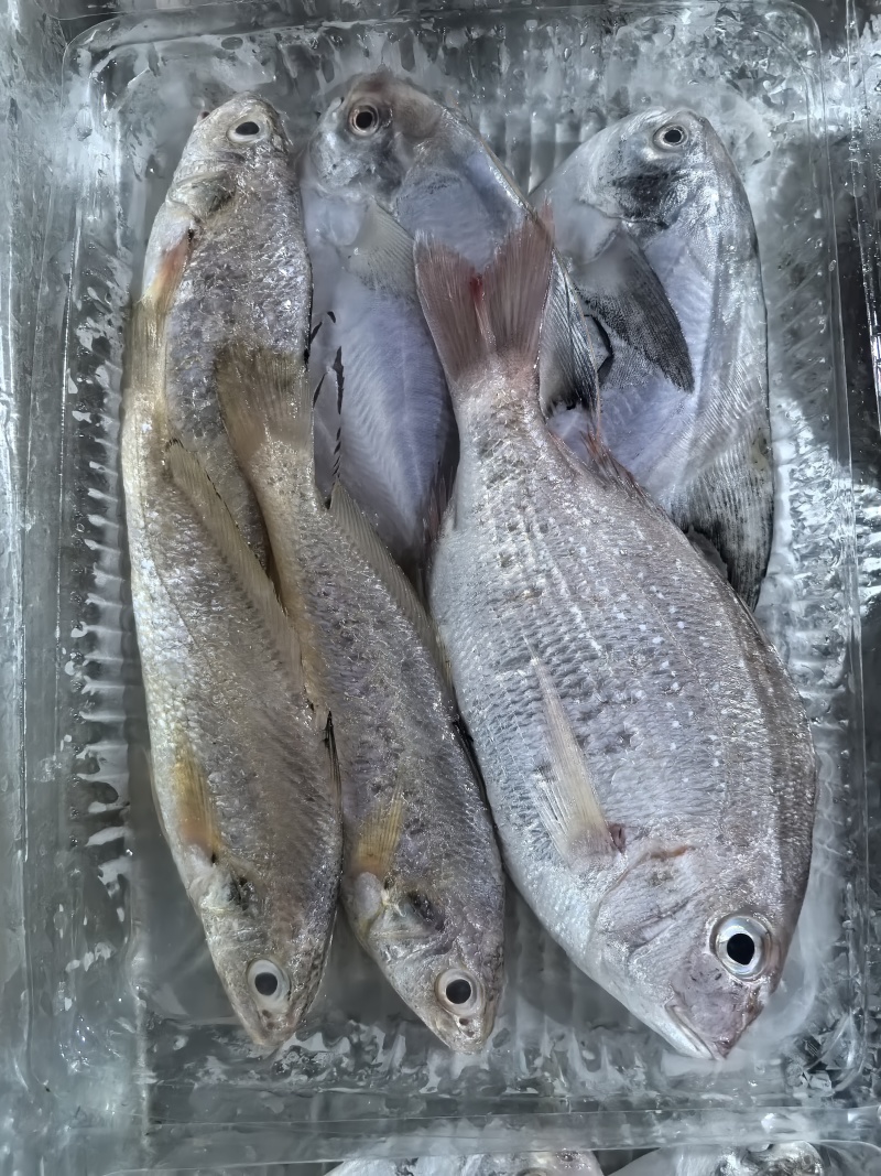 舟山海杂鱼