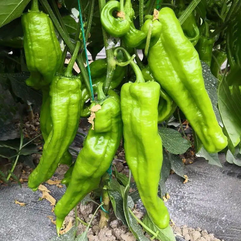 帝豪901辣椒种子早熟加长大果牛角椒种籽抗病春秋播蔬菜辣