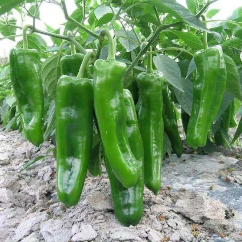 帝豪901辣椒种子早熟加长大果牛角椒种籽抗病春秋播蔬菜辣
