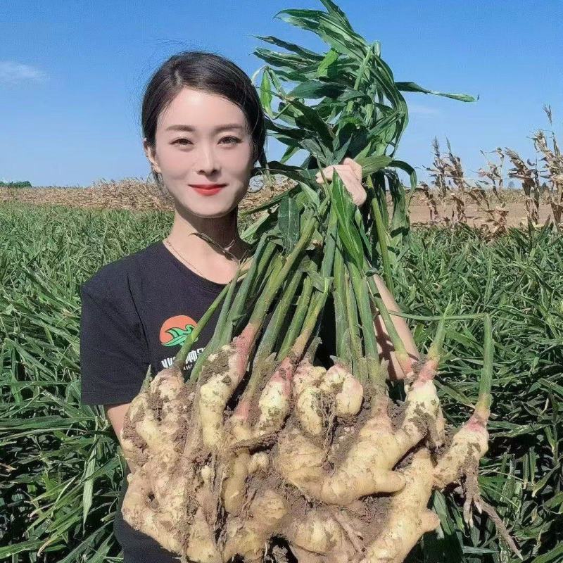 红芽鲜姜产地大量上市/代收代存/提供冷库地窖储存包质量