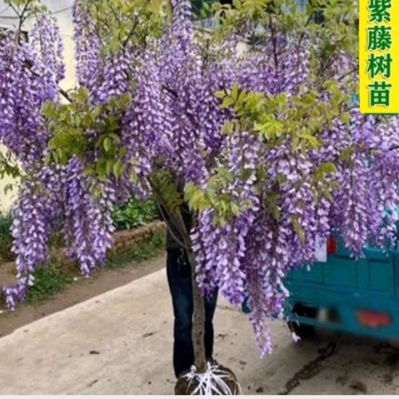 紫藤紫藤树苗紫藤苗攀援爬藤植物绿化工程